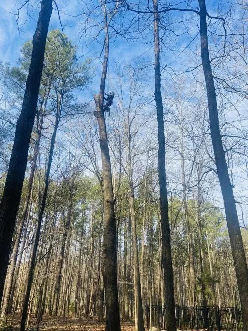 Oliver did a big tree job for us, and we are very happy with his work