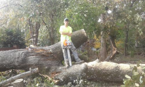  alt='Highly Recommended! Mitchell and his crew did a great job cutting down some compromised and dangerous trees on our property'