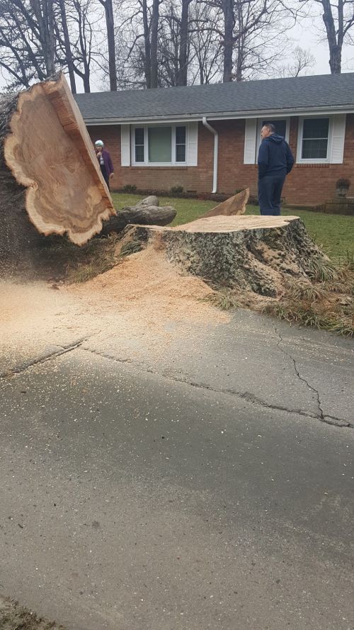  alt='Artemio and his crew showed up as expected and they did an amaaazing job cutting tree 🌳 limbs around my house and backyard'