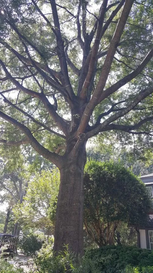 Artemio and his crew showed up as expected and they did an amaaazing job cutting tree 🌳 limbs around my house and backyard