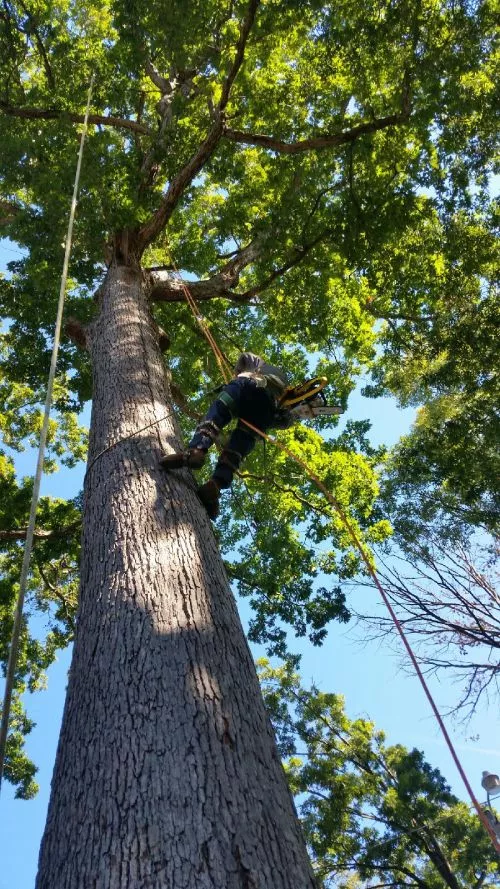 Great family tree service! These guys are really good. Very respectful of property, very professional, and cleaned up