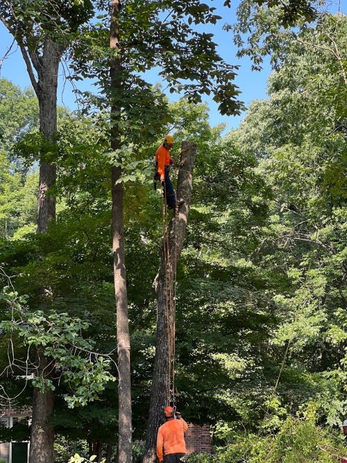  alt='We had 7 trees cut and removed plus other trees pruned away from the house, Along with two stumps ground'