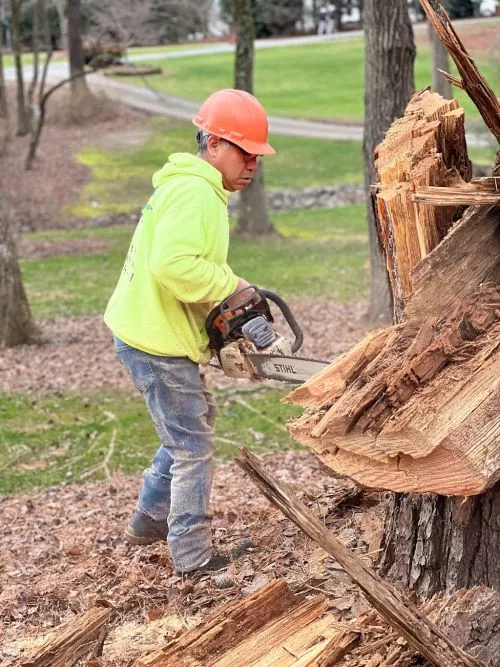 We had 7 trees cut and removed plus other trees pruned away from the house, Along with two stumps ground