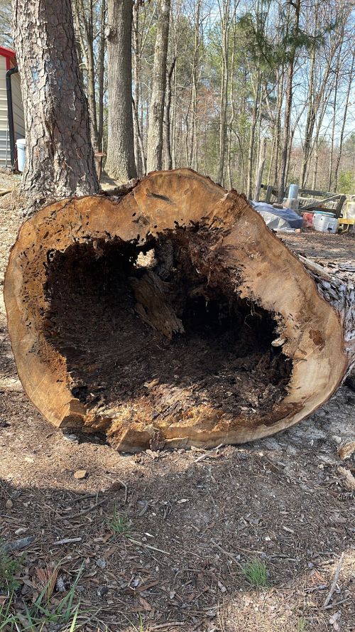  alt='We had a unique old tree on the property line that we’ve been concerned about for some years'