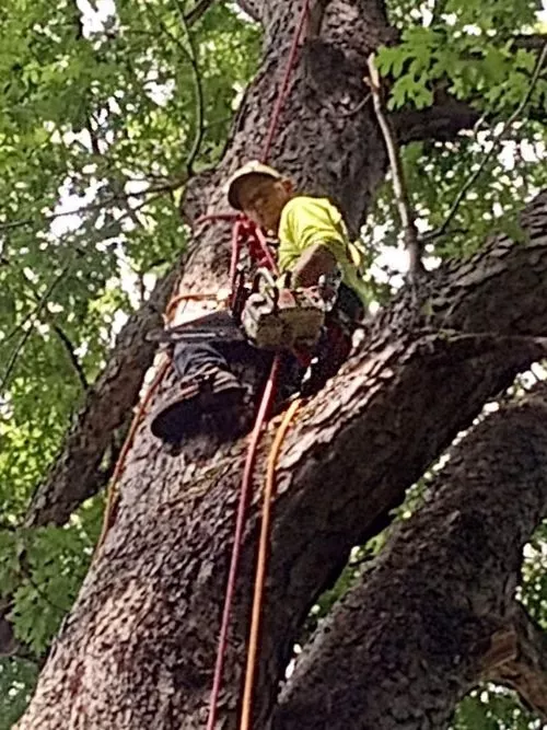 Had these guys cut and haul off a tree a week ago did a good job taking down the tree but tore up my neighbors yard which