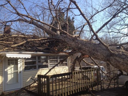  alt='Sands Tree Service could not have been better. They dropped five mature River Birches, three leaning over a new roof'