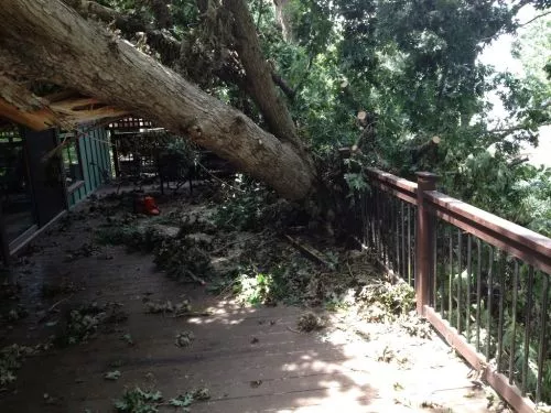 Sands Tree Service could not have been better. They dropped five mature River Birches, three leaning over a new roof