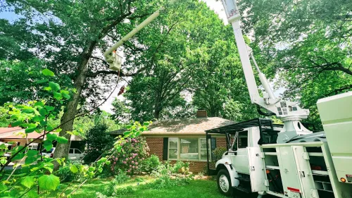 Benjamin was always straight forward and communicated well. We had 4 massive oak trees very close to our house the power