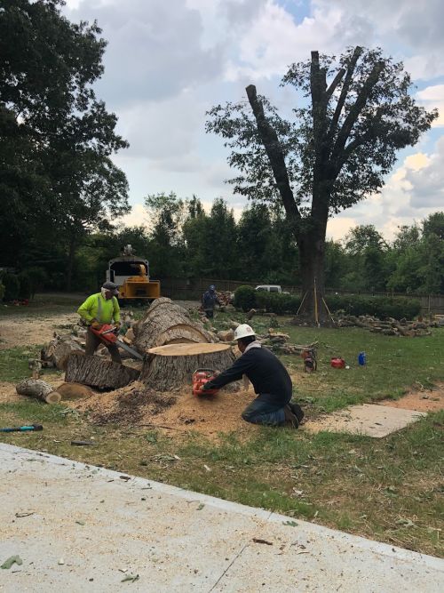  alt='Felix & Team did an awesome job doing my tree work after the hurricane storm'