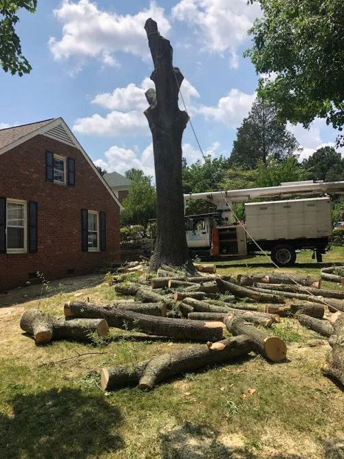 Felix & Team did an awesome job doing my tree work after the hurricane storm