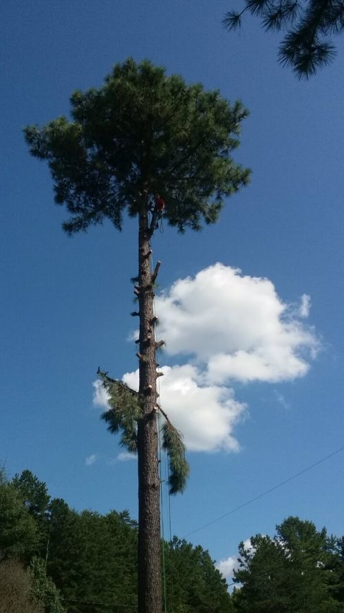  alt='Trees R Us took down a large tree by our dock yesterday, the tree climber and all the crew did a great job including'