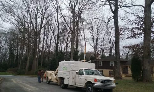 Trees R Us took down a large tree by our dock yesterday, the tree climber and all the crew did a great job including