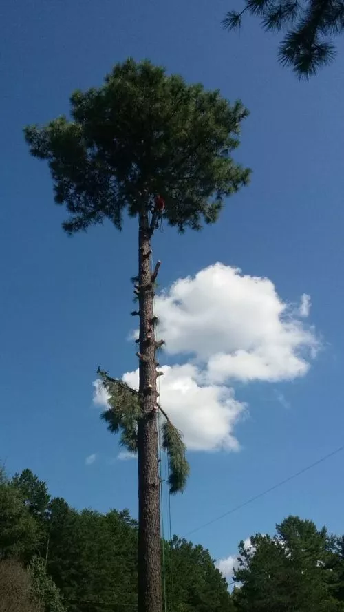 We had a lot of trees , that needed to be removed , from our property. Jason gives the best rates in town