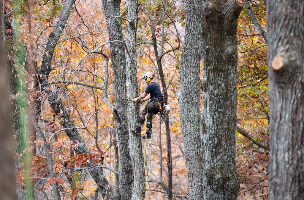 I wish there were more stars to give! Epperson Tree"s crew did an outstanding job removing three large trees that had