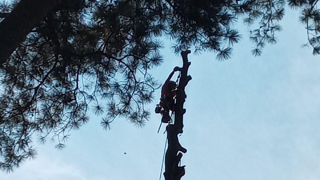 Kelly Joyner completed 3 jobs for me this week. First he cut up an extremely large tree limb that fell in my back yard