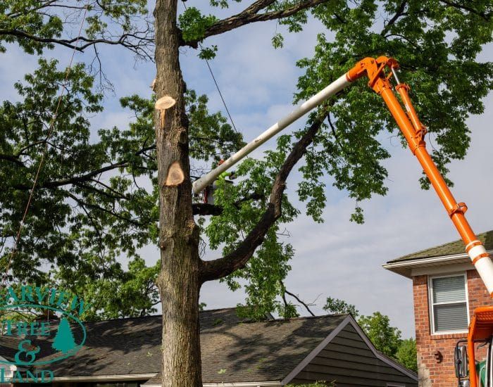  alt='They came to my house, both of them shook my hand saying our post-Helene tree removal would be between $2,500 and $3,000'