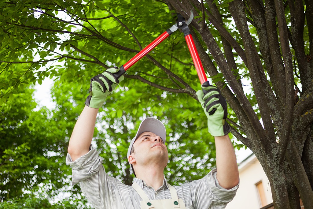 They came to my house, both of them shook my hand saying our post-Helene tree removal would be between $2,500 and $3,000