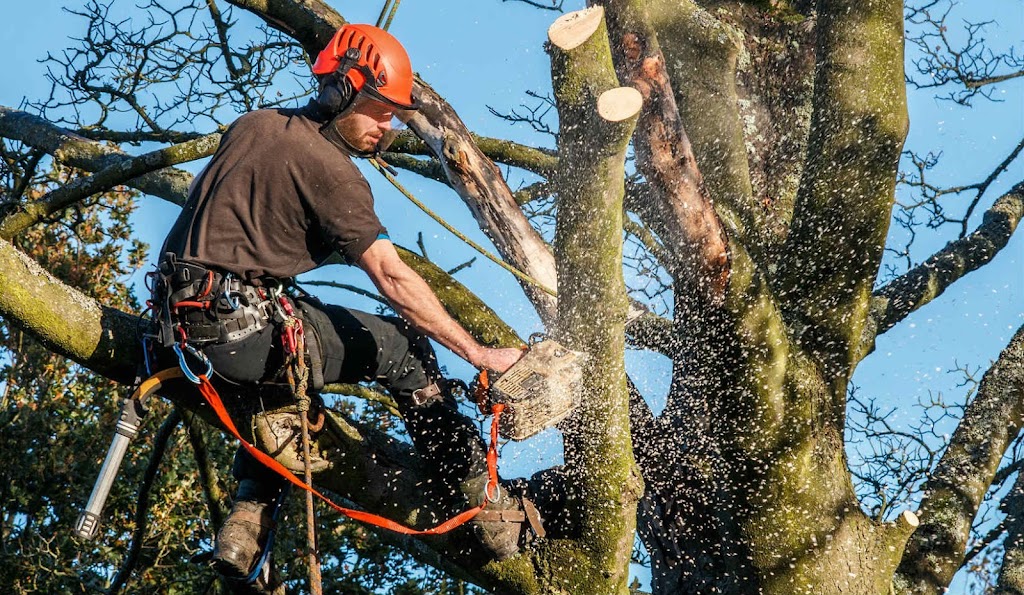 I had a fantastic experience with Hendo Tree Service and their tree service contractors