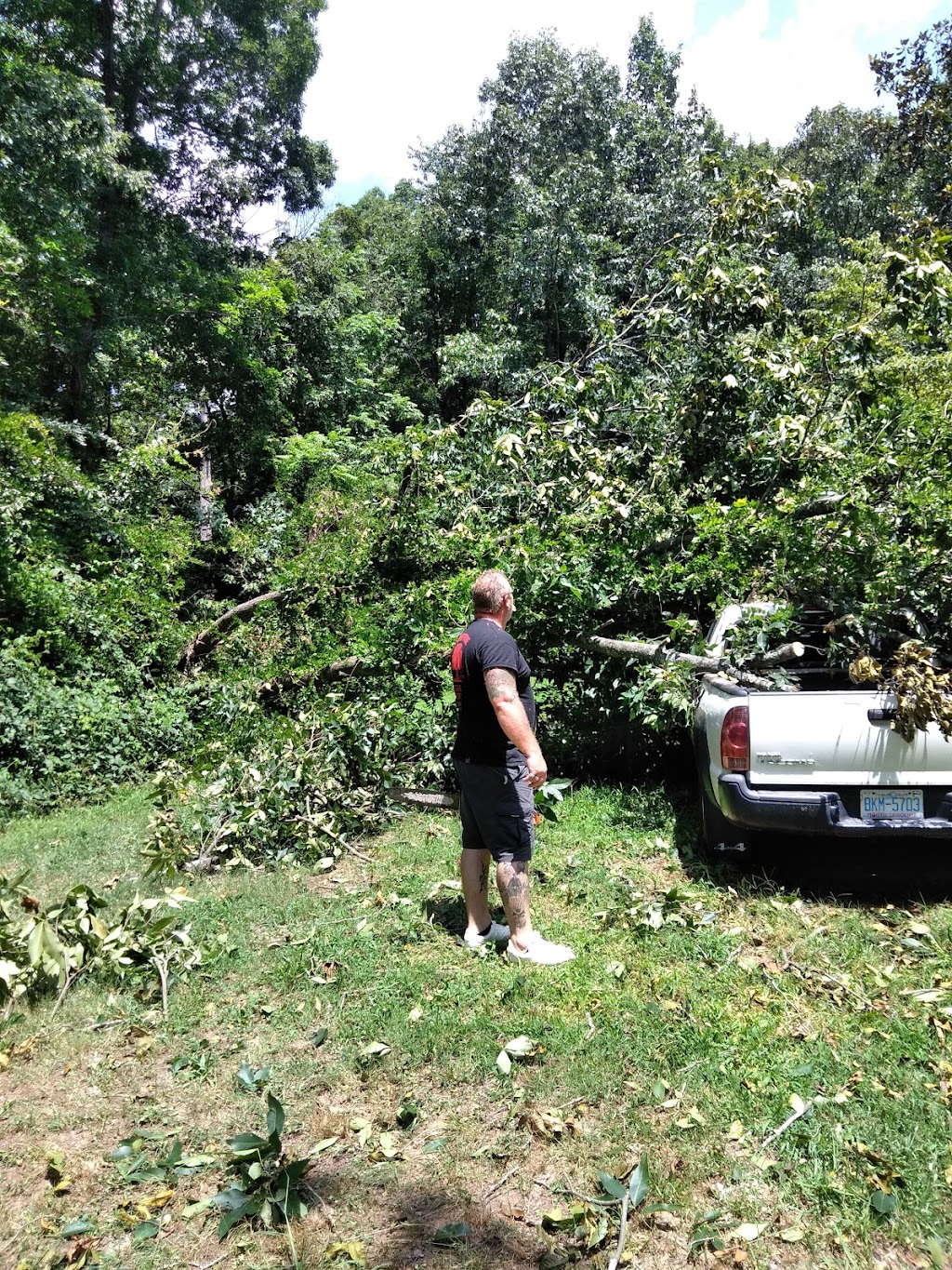 I had a Walnut tree right against my chain link fence that was a nuisance