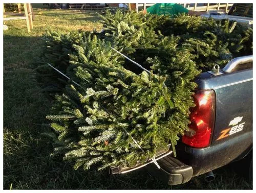 Love to get our trees here but the prices have gotten extreme and our tree was the smallest we had ever gotten for $70