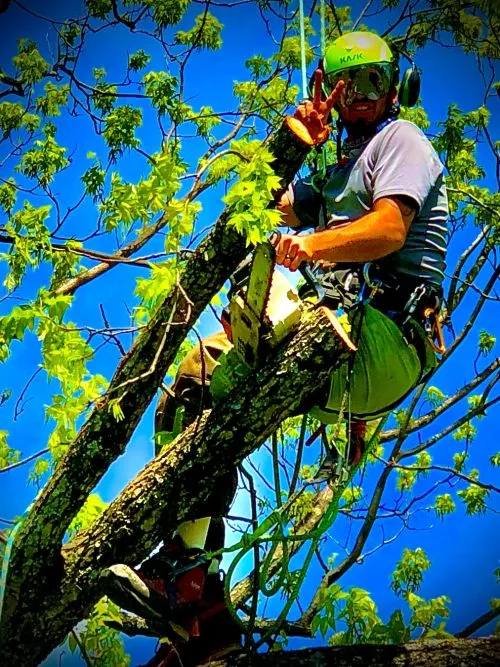 Andre and his crew did a great job. I called to get my 80 ft. Maple trimmed