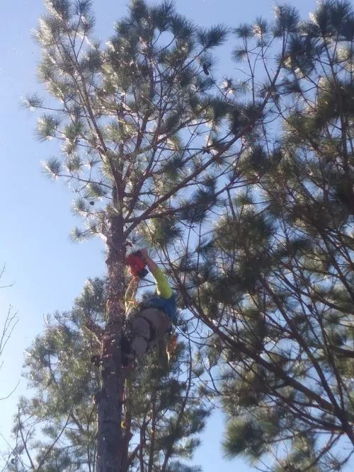 Guys stopped in the neighborhood to see if we had any trees that we wanted trimmed and/or removed