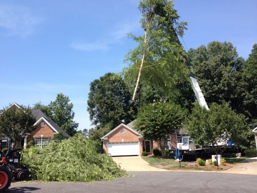  alt='I have two old and very large trees that needed to have the canopy raised'