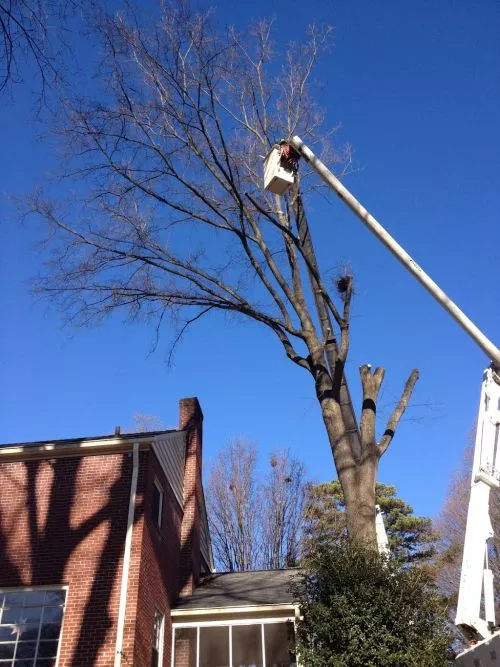 I have two old and very large trees that needed to have the canopy raised