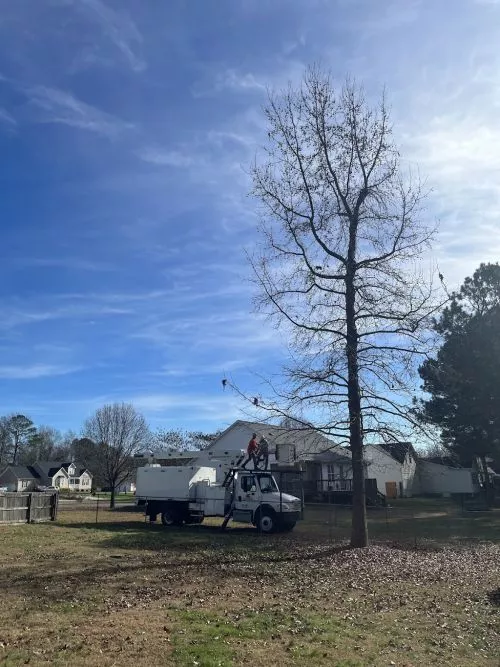 Bill and his employees removed three huge pines and a smaller tree from my front yard with one of the pines right over my