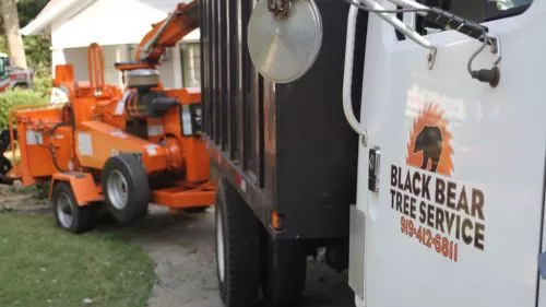 Black Bear Tree service is awesome. They worked hard and were very efficient. We will be using them again in the future