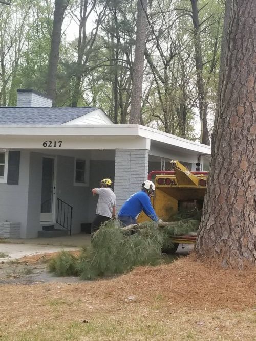  alt='These guy are nothing short of amazing. This was the second time I used them to take down several huge pines in our yard'