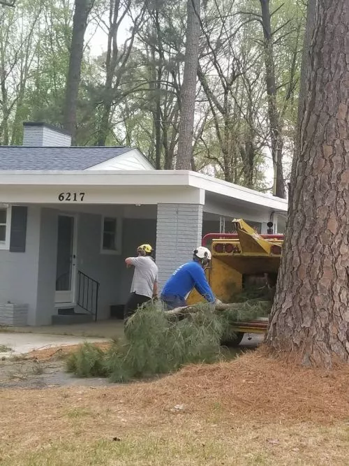 These guy are nothing short of amazing. This was the second time I used them to take down several huge pines in our yard