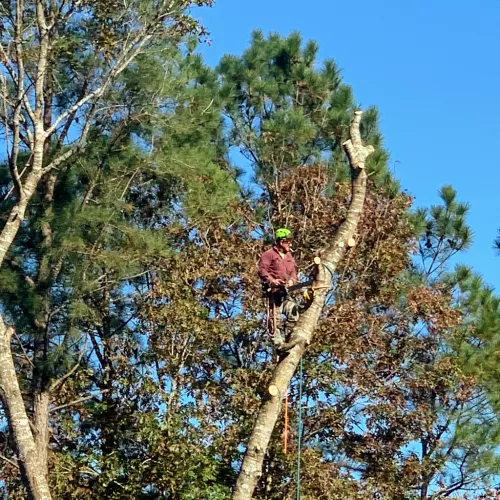 Love the work Rodney and his team did for us. We recently removed 2 Bradford Pear trees from our front yard and Rodney made