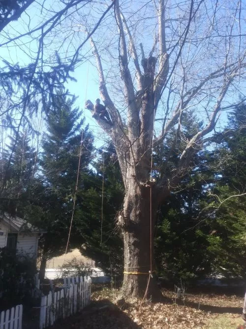 I can’t say enough how pleased I am with Carolina Tree Monkeys. A tree came down on the side of my house during a recent