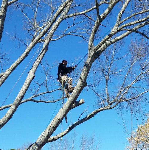  alt='Professional and compassionate service!! Tree climbing experts. Our 4 month old kitten was stuck in the tree and wedged'