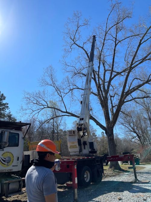  alt='Guzman Tree Service knows exactly what they are doing. From the beginning they communicate well and come out for an initial'