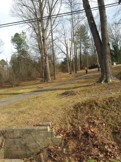 Removed 2 large, very tall trees from a very narrow fenced yard and NO damage to anything -- not even new plantings were