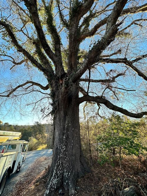  alt='We had 7 large pine trees about 40 ft high removed by Joshua