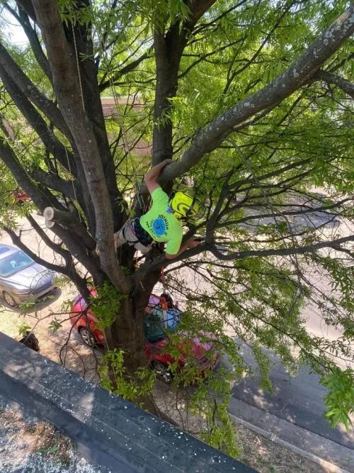 We had 7 large pine trees about 40 ft high removed by Joshua"s Tree Service