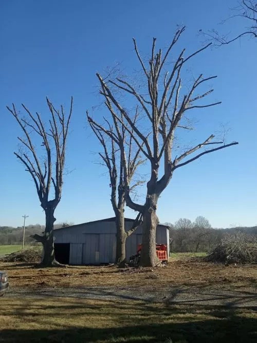 Tucker Tree and Crane did an amazing job with 2 pines not even 6 feet from our house