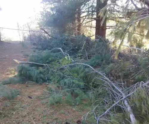 These guys get the job done ! 17 tall cedars removed in two days . Very reasonable rates . I would recommend!