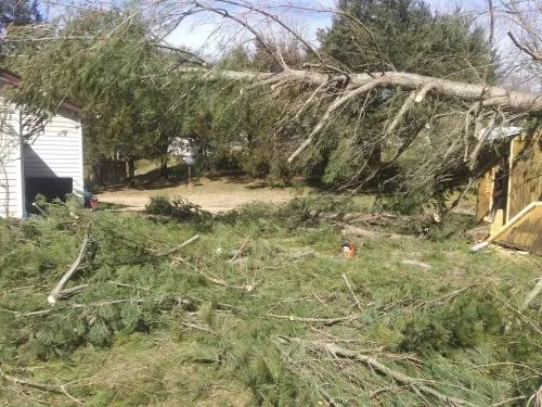 Two men showed up and quoted a price for tree removal. We came to agreement on price