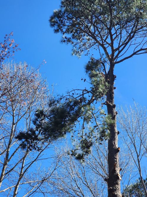  alt='Michael & team did a great job carefully removing a large, dead oak from my house. The yard was left very clean. '