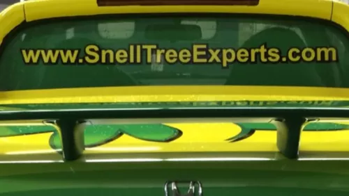 Absolutely excellent! Snell Tree Experts consistently exceed my expectations