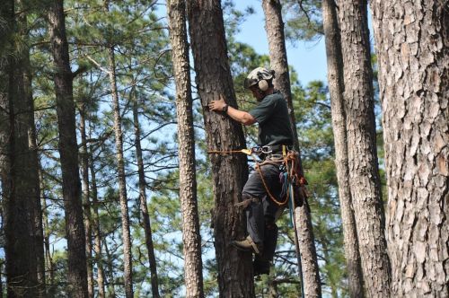  alt='Mac’s Tree Service finished removing 12 medium-large pine trees from our property that were too close to the house'