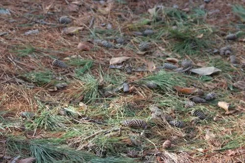 Richard and his crew removed 2 trees that were over 100 feet tall and 2 others that were about 50 feet or so and ground one