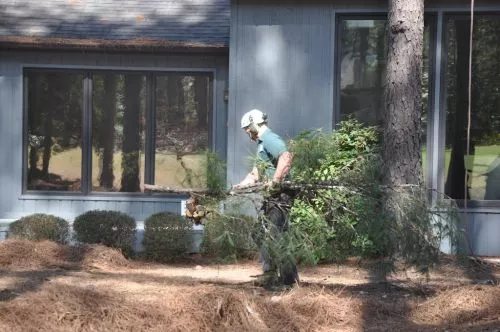 Mac’s Tree Service finished removing 12 medium-large pine trees from our property that were too close to the house