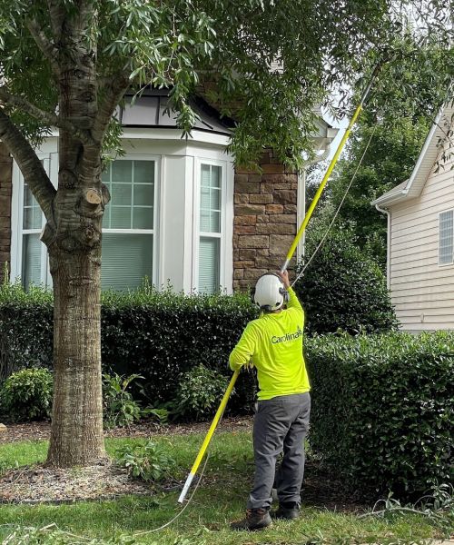  alt='Extremely professional and high skills as they had to spike climb a 40 tree and cut it in sections without a crane'