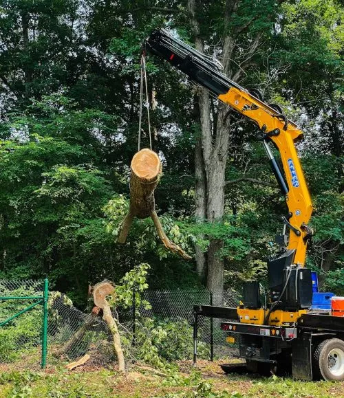 Extremely professional and high skills as they had to spike climb a 40 tree and cut it in sections without a crane