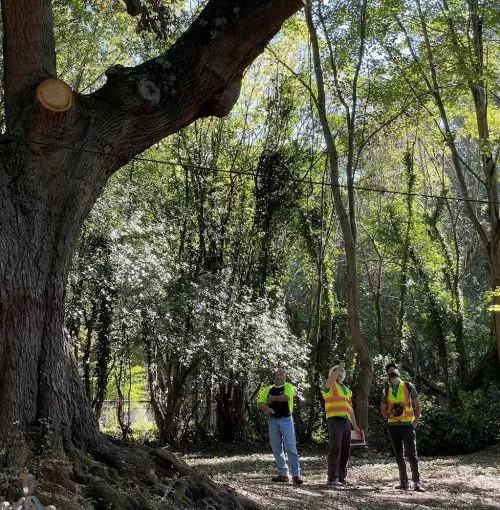 Don"t hesitate to call Carolina Tree Care! You"ll be so glad you did!